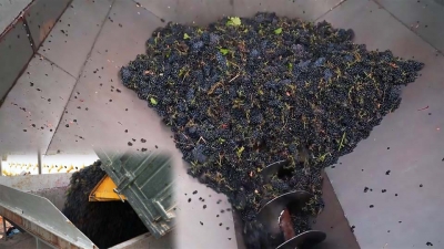 Пункты первичной переработки винограда: